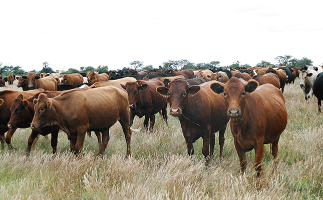 Stock theft deals major economic blow to SA’s agri sector Stock theft deals major economic blow to SA’s agri sector