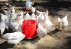 SA launches poultry vaccination to combat bird flu