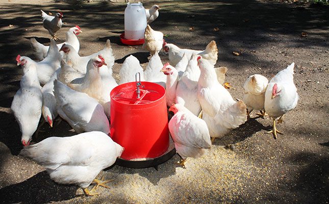 SA launches poultry vaccination to combat bird flu