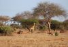 Unexplained giraffe deaths spark concern across Namibia
