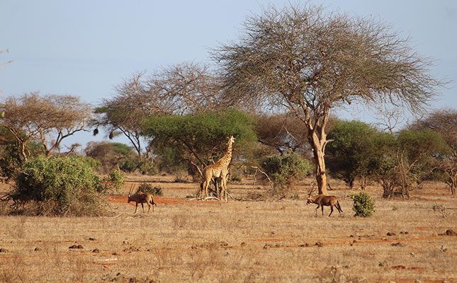Unexplained giraffe deaths spark concern across Namibia Unexplained giraffe deaths spark concern across Namibia