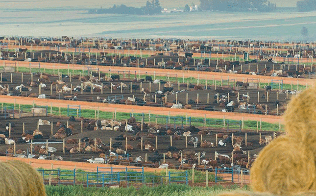 Karan Beef suspends cattle intake after FMD outbreak at feedlot Karan Beef suspends cattle intake after FMD outbreak at feedlot