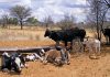 nguni cattle