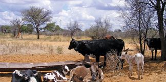 nguni cattle