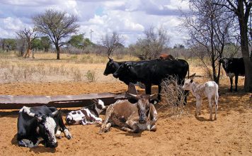 nguni cattle