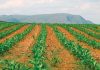 R100 million Land Bank investment set to boost growth in SA’s agriculture sector
