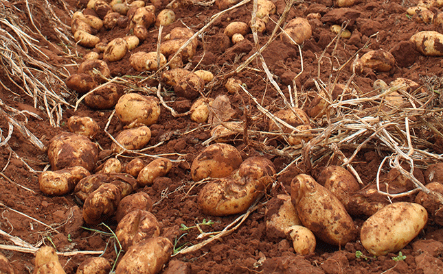 A beginner’s guide to planting potatoes in South Africa