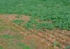 Snail and slug damage forces Overberg farmers to replant