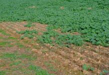 Snail and slug damage forces Overberg farmers to replant