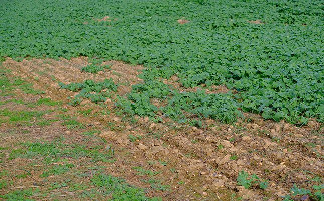 A field of canola near Napier stripped bare by slugs.