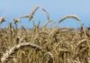 End of grain inspection contract a big win for consumers