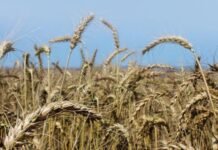 End of grain inspection contract a big win for consumers