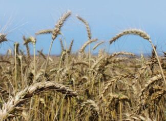 End of grain inspection contract a big win for consumers