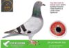 South Africa Invitational Pigeon Race 2025 summer final winners