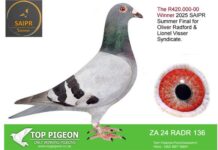 South Africa Invitational Pigeon Race 2025 summer final winners
