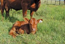 Renewed interest in egg yolk antibodies