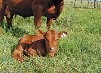 Renewed interest in egg yolk antibodies