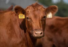 Pests, tariffs, dwindling herds drive US beef price surge