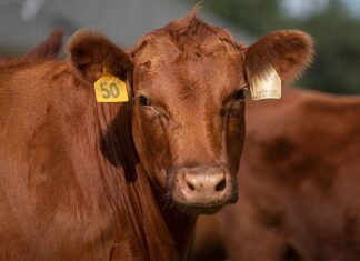 Pests, tariffs, dwindling herds drive US beef price surge