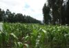 Biotech to play pivotal role in future of SA crop production