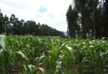 Biotech to play pivotal role in future of SA crop production