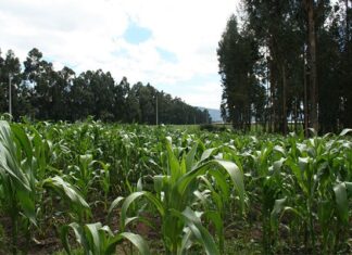 Biotech to play pivotal role in future of SA crop production