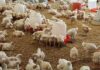 Bird flu vaccine: protocol simplification vital for mass rollout