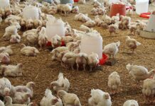 Bird flu vaccine: protocol simplification vital for mass rollout