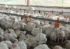 Over 100 000 chickens culled as bird flu returns