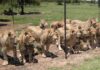 Ban on new captive lion facilities draws criticism and praise