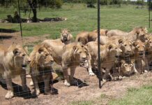 Ban on new captive lion facilities draws criticism and praise