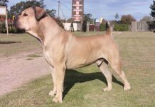 The Boerboel: a proudly South African dog breed
