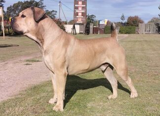 The Boerboel: a proudly South African dog breed
