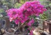 Bonsai: combining horticulture with artistic expression