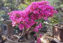 Bonsai: combining horticulture with artistic expression