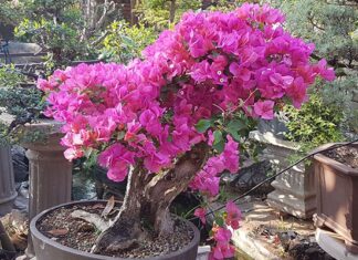 Bonsai: combining horticulture with artistic expression