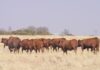 SA’s first cattle embryo shipment to Paraguay breaks export barriers