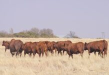 SA’s first cattle embryo shipment to Paraguay breaks export barriers