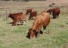 Time to start widespread vaccination against FMD in SA’s livestock?