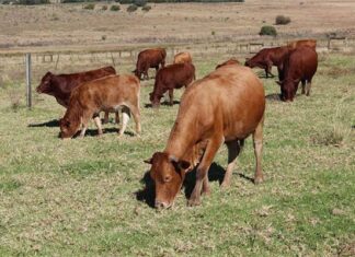 Time to start widespread vaccination against FMD in SA’s livestock?