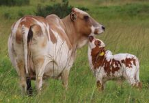 The unmatched hybrid vigour of the Boran