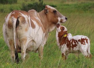 The unmatched hybrid vigour of the Boran