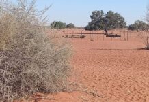 Botswana among countries most at risk of extreme drought – report