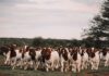 Improving goat herds through better selection