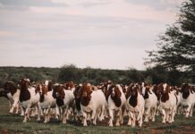 Improving goat herds through better selection