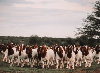 Improving goat herds through better selection