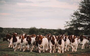 Improving goat herds through better selection