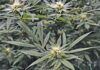 Growing cannabis legally: What farmers need to know?