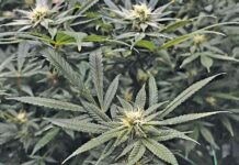 Growing cannabis legally: What farmers need to know?