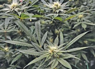 Growing cannabis legally: What farmers need to know?